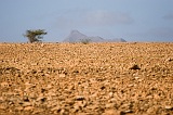 Maio : Ponta Preta :  : Landscape Desert
Cabo Verde Foto Gallery