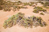 Maio : Terras Salgadas : planta halfila : Nature Plants
Cabo Verde Foto Galeria