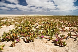 Boa Vista : Praia de Chave : flor : Nature Plants
Cabo Verde Foto Galeria