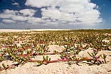 Boa Vista : Praia de Chave : flor : Nature Plants
Cabo Verde Foto Galeria