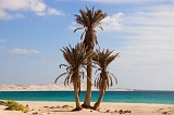Boa Vista : Praia da Chave : palm tree : Landscape Sea
Cabo Verde Foto Gallery