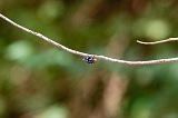 Boa Vista : Estncia de Baixo : fly : Nature Animals
Cabo Verde Foto Gallery