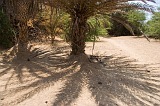 Boa Vista : Estncia de Baixo : tamareira : Nature Plants
Cabo Verde Foto Galeria