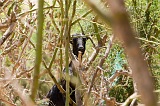 Boa Vista : Estncia de Baixo : goat : Nature Animals
Cabo Verde Foto Gallery