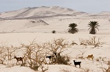 Boa Vista : Praia de Santa Mnica : goat : Technology Agriculture
Cabo Verde Foto Gallery