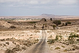 Boa Vista : Joo Galego : hiking track in the desert : Landscape Desert
Cabo Verde Foto Gallery