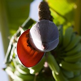 Santiago : Ra Seca : banana : Nature Plants
Cabo Verde Foto Gallery