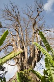 Santiago : Assomada : Kapok tree : Nature Plants
Cabo Verde Foto Gallery