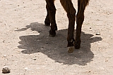 Santiago : Assomada : donkey : Nature Animals
Cabo Verde Foto Gallery