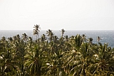 Santiago : Joo Gago : palm tree : Nature Plants
Cabo Verde Foto Gallery