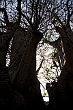 Santiago : Cidade Velha : Kapok tree : Nature Plants
Cabo Verde Foto Gallery