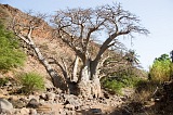 Santiago : Cidade Velha : Kapok tree : Nature Plants
Cabo Verde Foto Gallery