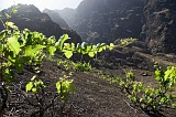 Fogo : Ch das Caldeiras : vinho : Nature Plants
Cabo Verde Foto Galeria