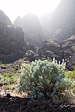Fogo : Ch das Caldeiras : n.a. : Nature Plants
Cabo Verde Foto Galeria