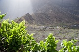 Insel: Fogo  Wanderweg:  Ort: Ch das Caldeiras Motiv: Wein Motivgruppe: Technology Agriculture © Florian Drmer www.Cabo-Verde-Foto.com
