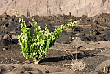 Fogo : Ch das Caldeiras : vinho : Technology Agriculture
Cabo Verde Foto Galeria