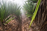 Fogo : Mosteiros : floresta : Nature Plants
Cabo Verde Foto Galeria