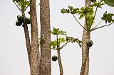 So Nicolau : Ribeira da Prata : papaya : Nature Plants
Cabo Verde Foto Gallery