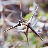 So Nicolau : Vila da Ribeira Brava : thorns : Nature Plants
Cabo Verde Foto Gallery