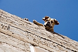 So Vicente : Ribeira da Vinha : dog : Nature Animals
Cabo Verde Foto Gallery