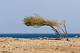 Insel: Sal  Wanderweg:  Ort: Palmeira Motiv: windschiefer Baum Motivgruppe: Landscape Sea © Florian Drmer www.Cabo-Verde-Foto.com