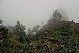Santo Anto : Lombo de Pico : bosque de neblinas : Landscape Forest
Cabo Verde Foto Galeria