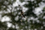 Santo Anto : Tarrafal de Monte Trigo : aranha : Nature Animals
Cabo Verde Foto Galeria