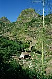 Santo Anto : Paul Ribeiraozinho : Coffee plantation : Landscape Agriculture
Cabo Verde Foto Gallery