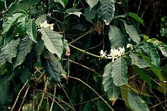 Santo Anto : Paul : flower coffee : Nature Plants
Cabo Verde Foto Gallery