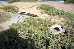 Boa Vista : Porto Fereira : tartaruga : Nature Animals
Cabo Verde Foto Galeria