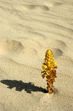 Sal : Santa Maria : cistanche phelipaea : Nature Plants
Cabo Verde Foto Galeria