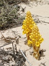 Boa Vista : Fbrica da Chave : cistanche phelipaea : Nature Plants
Cabo Verde Foto Galeria