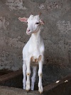 So Vicente : Ribeira da Vinha : goat : Nature Animals
Cabo Verde Foto Gallery