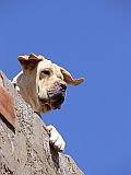 So Vicente : Ribeira da Vinha : dog : Nature Animals
Cabo Verde Foto Gallery