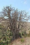 Santiago : Boa Entrada : kapok tree : Nature Plants
Cabo Verde Foto Gallery