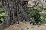 Santiago : Boa Entrada : rvore kapok - poilon : Nature Plants
Cabo Verde Foto Galeria