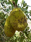 Fogo : Monte Queimado : jackfruit : Nature Plants
Cabo Verde Foto Gallery