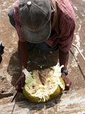 Fogo : Monte Queimado : jackfruit : Nature Plants
Cabo Verde Foto Gallery