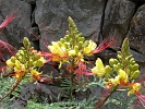 Santo Anto : Cova de Pal : flower : Nature Plants
Cabo Verde Foto Gallery