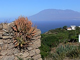 Insel: Brava  Wanderweg:  Ort: Santa Barbara Motiv: Aloe Motivgruppe: Nature Plants © Pitt Reitmaier www.Cabo-Verde-Foto.com