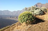 Fogo : Bordeira Monte Gomes : losna e tortolho : Nature Plants
Cabo Verde Foto Galeria