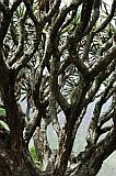 Insel: Santo Antão  Wanderweg: 101 Ort: Paul Chã de Padre Motiv: Drachenbaum Motivgruppe: Nature Plants © Pitt Reitmaier www.Cabo-Verde-Foto.com