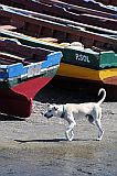 Santo Anto : Ponta do Sol : fishing boat dog : Nature Animals
Cabo Verde Foto Gallery