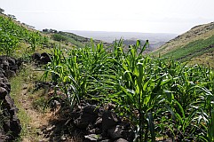 Santo Anto : Tabuleirinho da Tabuga : hiking track : Landscape Agriculture
Cabo Verde Foto Gallery