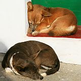 Santo Anto : Ponta do Sol : dog : Nature Animals
Cabo Verde Foto Gallery