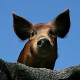 Santo Anto : Pero Dias : porco : Nature Animals
Cabo Verde Foto Galeria