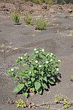 Fogo : Cha das Caldeiras Monte Lorna : barbiaca branca : Nature Plants
Cabo Verde Foto Galeria