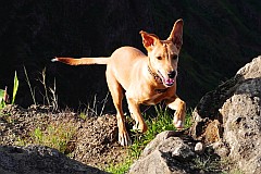 Santo Anto : Pico da Cruz Lombo Carrosco : dog : Nature Animals
Cabo Verde Foto Gallery