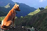 Insel: Santo Anto  Wanderweg: 105 Ort: Pico da Cruz Lombo Carrosco Motiv: Hund Motivgruppe: Nature Animals © Pitt Reitmaier www.Cabo-Verde-Foto.com