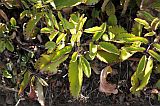 Santo Anto : Ribeirozinho : miracle leaf : Nature Plants
Cabo Verde Foto Gallery